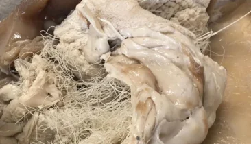 ABS (Acrylonitrile Butadiene Styrene)